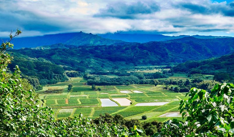 'Awa in Hawaiian Culture: Arrival, Everyday Life, and Modern Revival