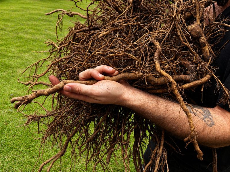 Kava vs. Kratom: Two Different Plants